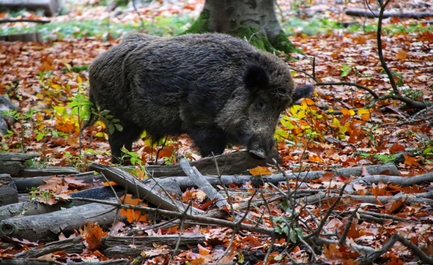 Cinghiale