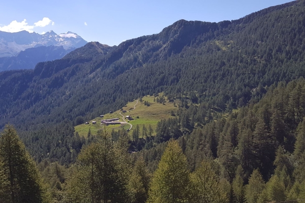 Fioriture in alta quota