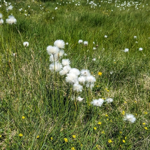 IMG-20250629-WA0070